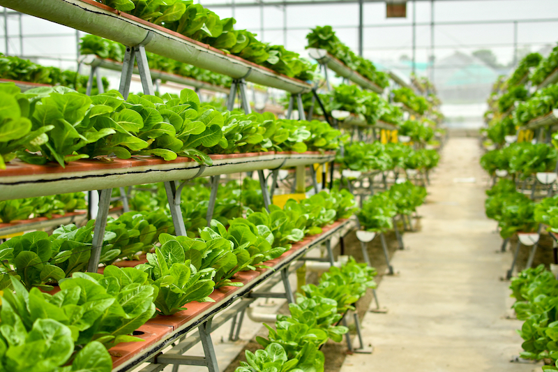 Indoor Farming Market Size 2022, Industry Growth, Analysis Report By 2027