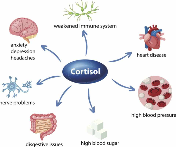Read This To Know The Best Supplements That Reduce Cortisol