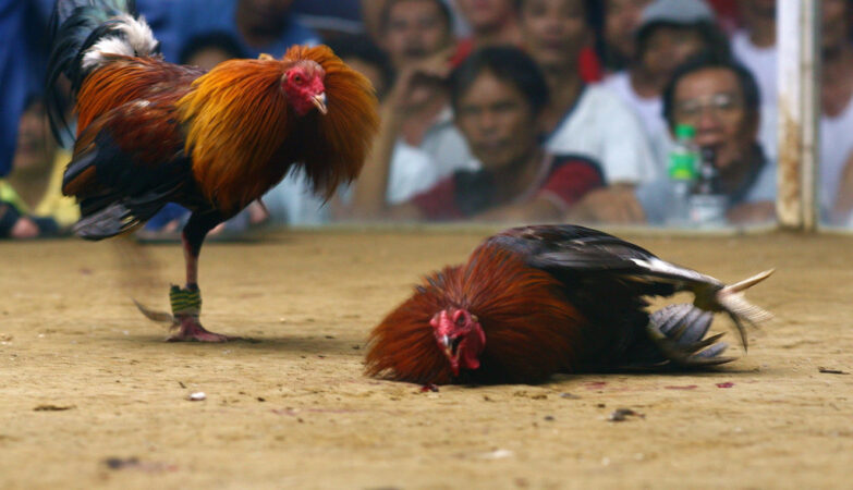 What is cockfighting Is it legal?