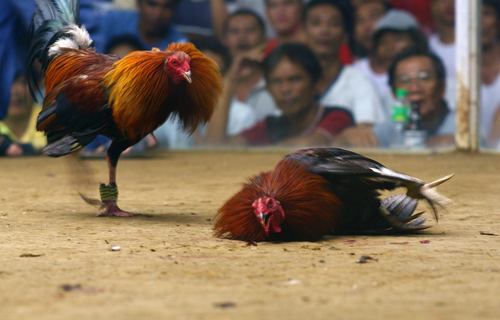 What is cockfighting Is it legal?