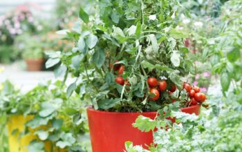 tomato fertilizer guide and tips