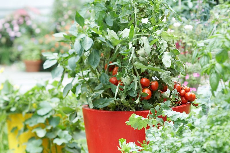 Tomato Plants at Home – Fertilizing Tips